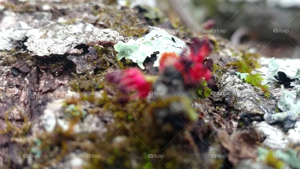 Nature, Moss, Outdoors, Closeup, Color