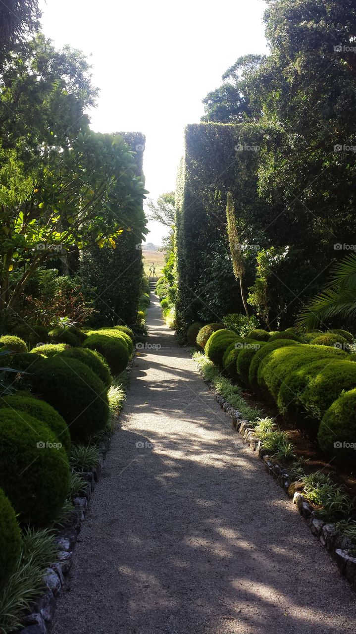 hedges surrounding garden path
