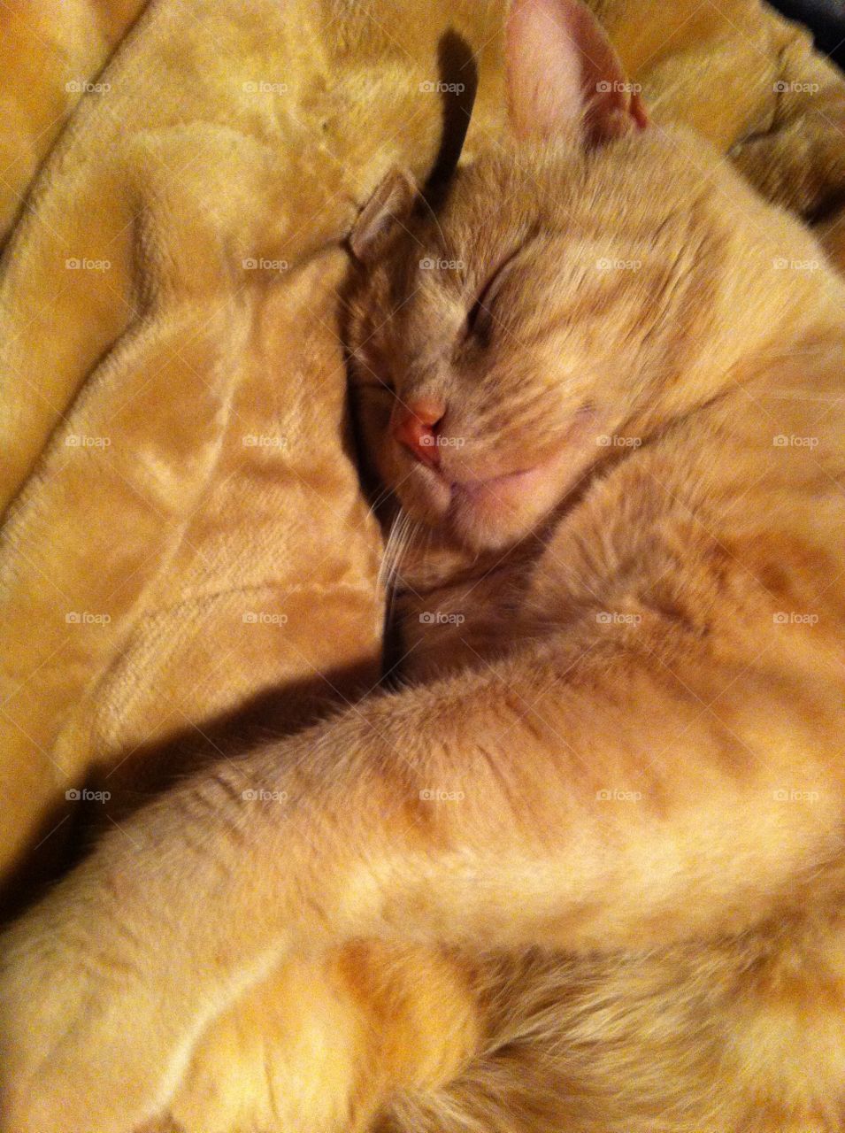 Sleeping cat orange cat on top of orange fur covered blanket. The epitome of relaxation 