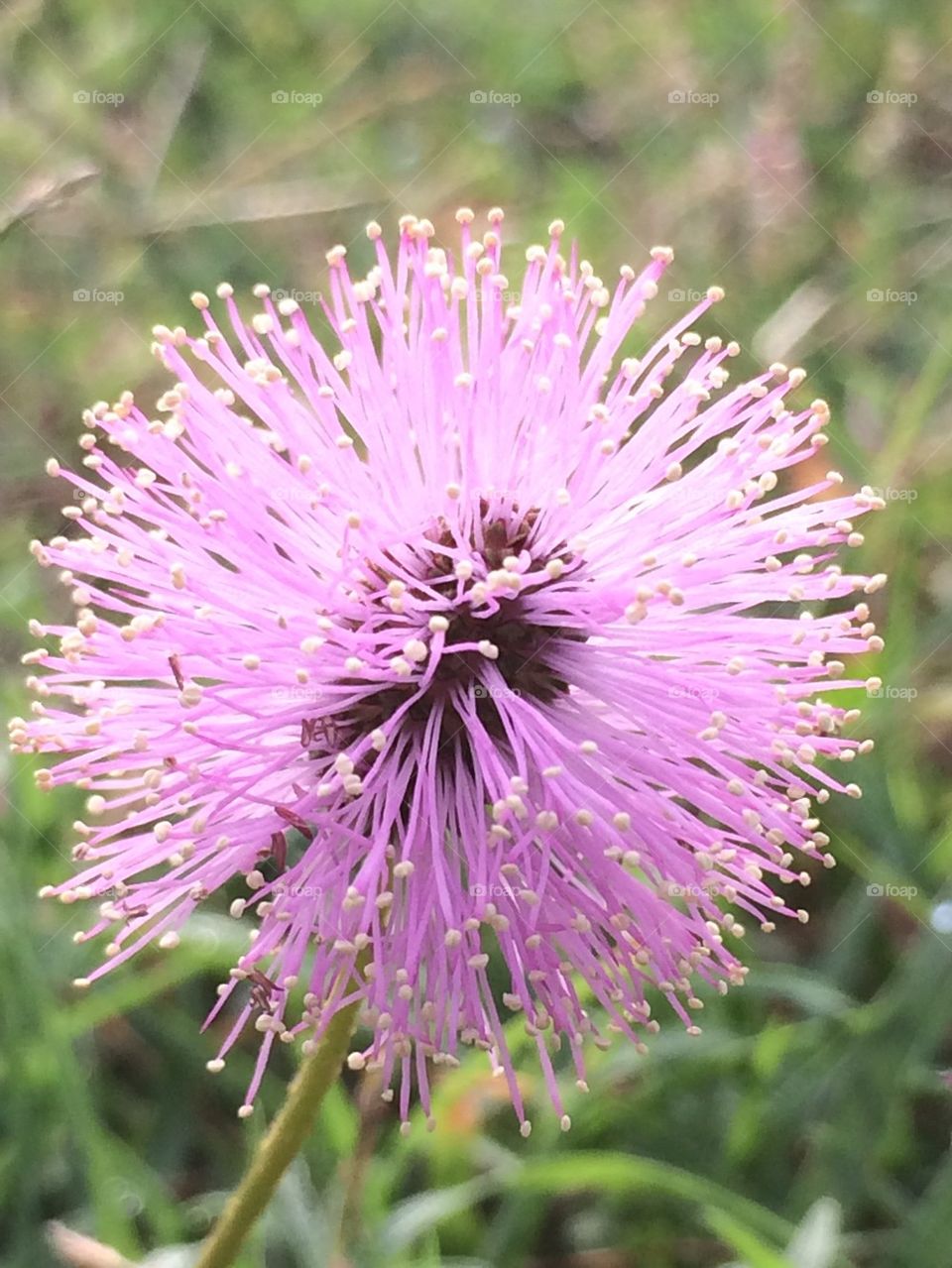 Close-up of flower