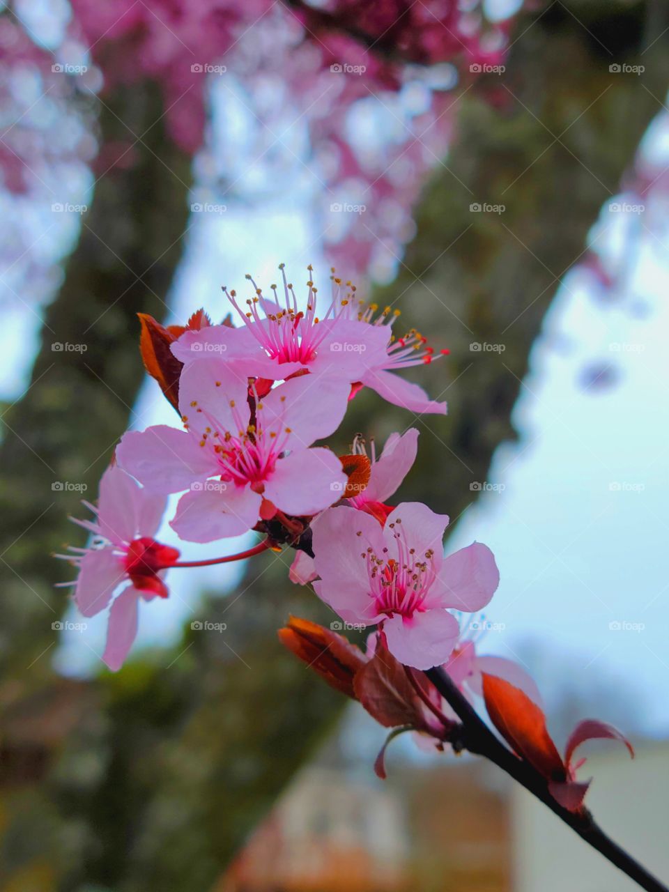 cherry tree blossoms