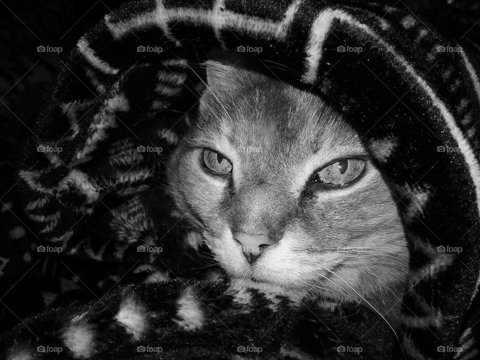 kitty wrapped in blanket