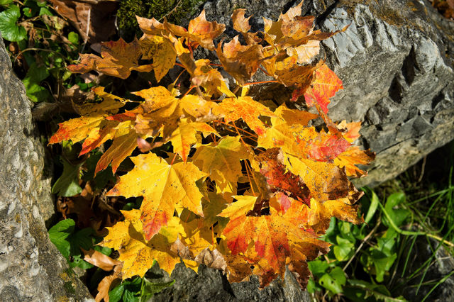 leaves colorful newburgh ny by delvec