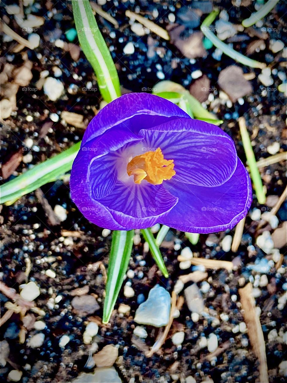Purple is my favorite color, especially a vibrant deeply saturated purple or violet as in this little flower. We found it somewhere near a sidewalk in the big city of New York. 2022. Hypnotic Productions