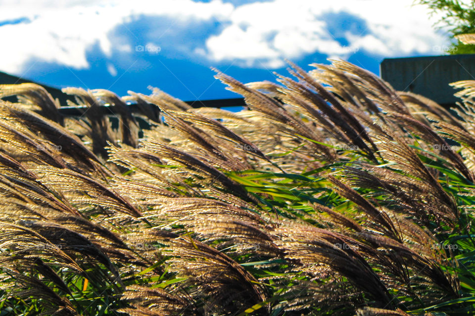 1st signs of Autumn. Golden brown, feathery, ripening, seed heads of beautiful ornamental grasses dance with the gusty coastal winds while white fluffy clouds race across the bright blue sky. Beautiful! 💨