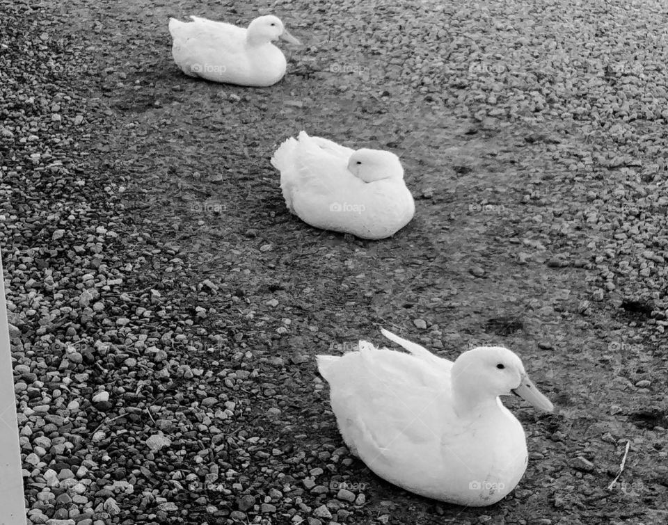 who's said I have my ducks in a row....