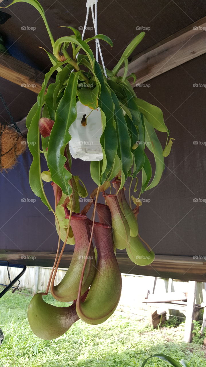 carnivorous plant