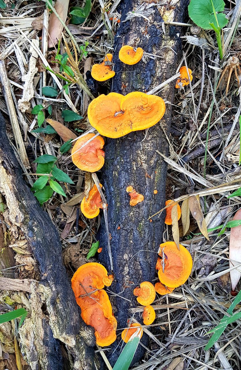 wood and colorful mushrooms