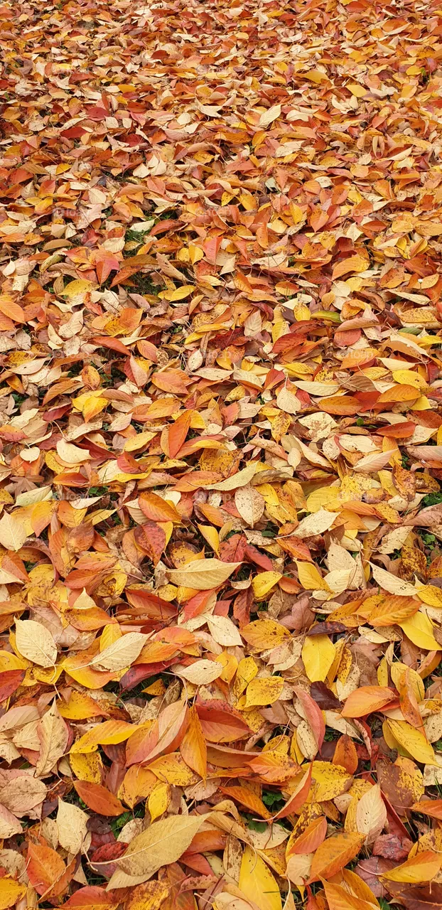 leaves on the ground