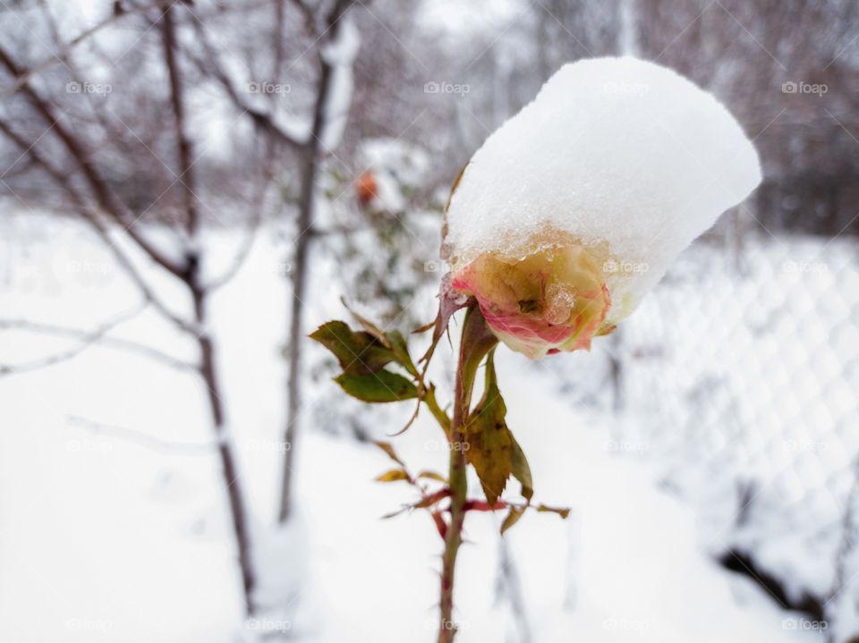 A yellow rose in a snow cap.