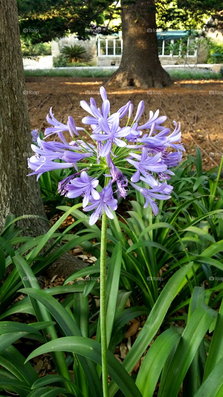 Agapanthus