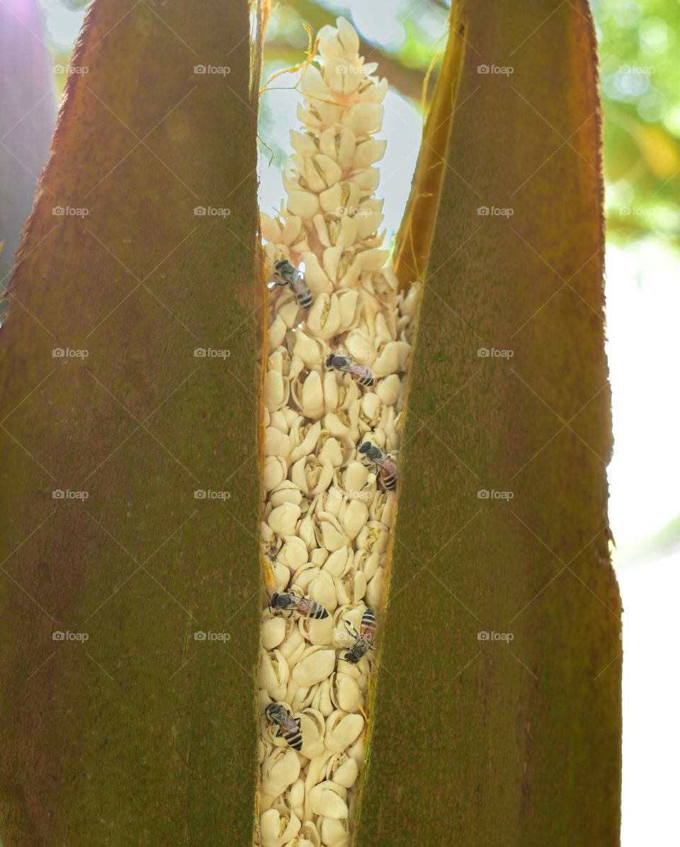 blooming palm flower and bees enjoying the honey