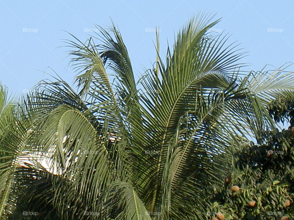 COCONUT tree & morning sky