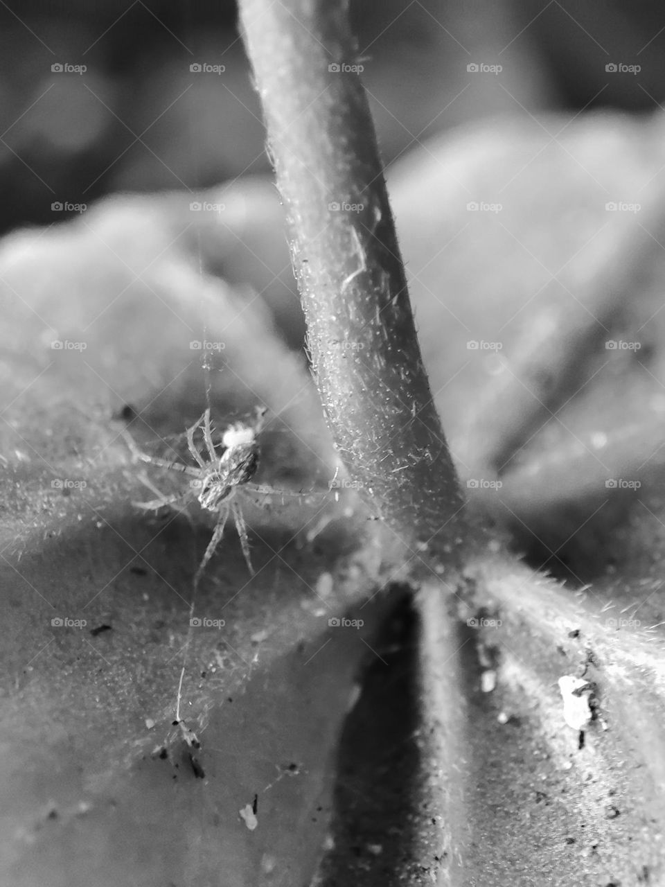 Tiny Spider
