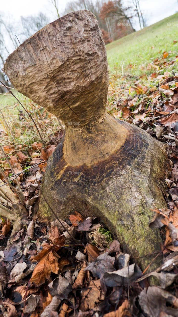 Beaver trunk