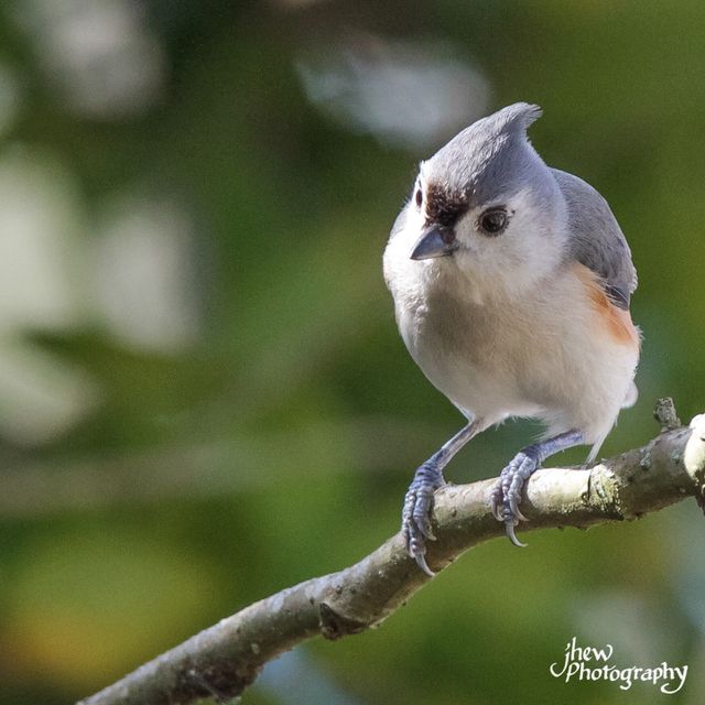 Tufted Titmouse