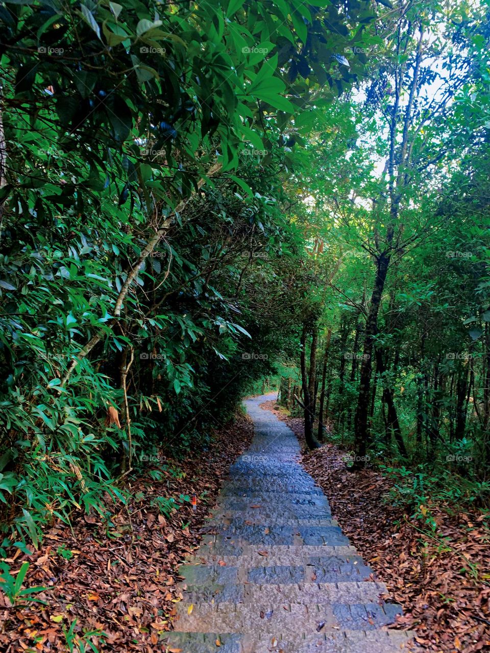 Forest Hill Climbing track 