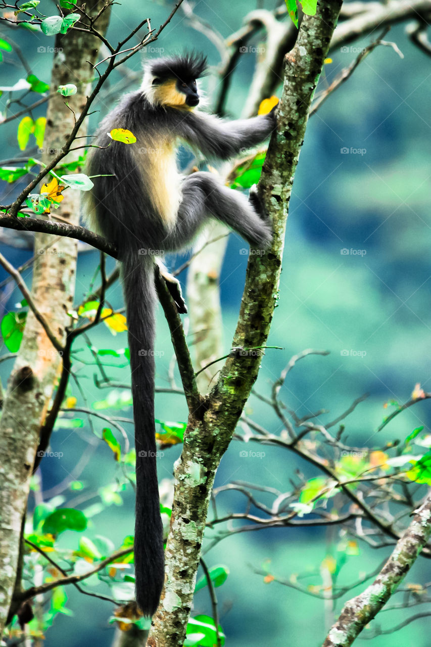 Capped monkey on the tree