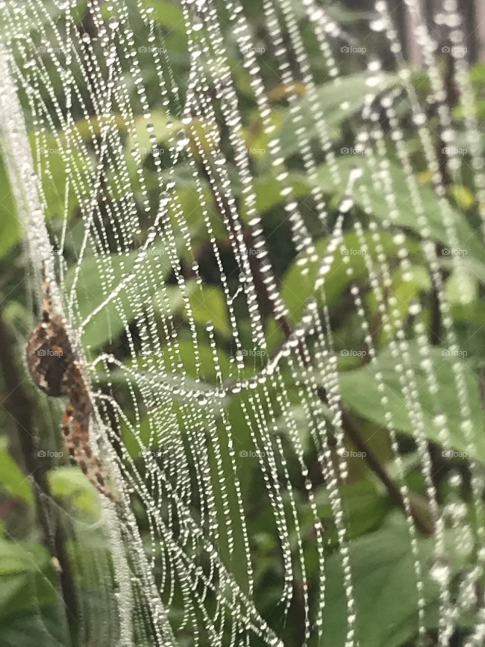 A spiderweb filled with drops of water