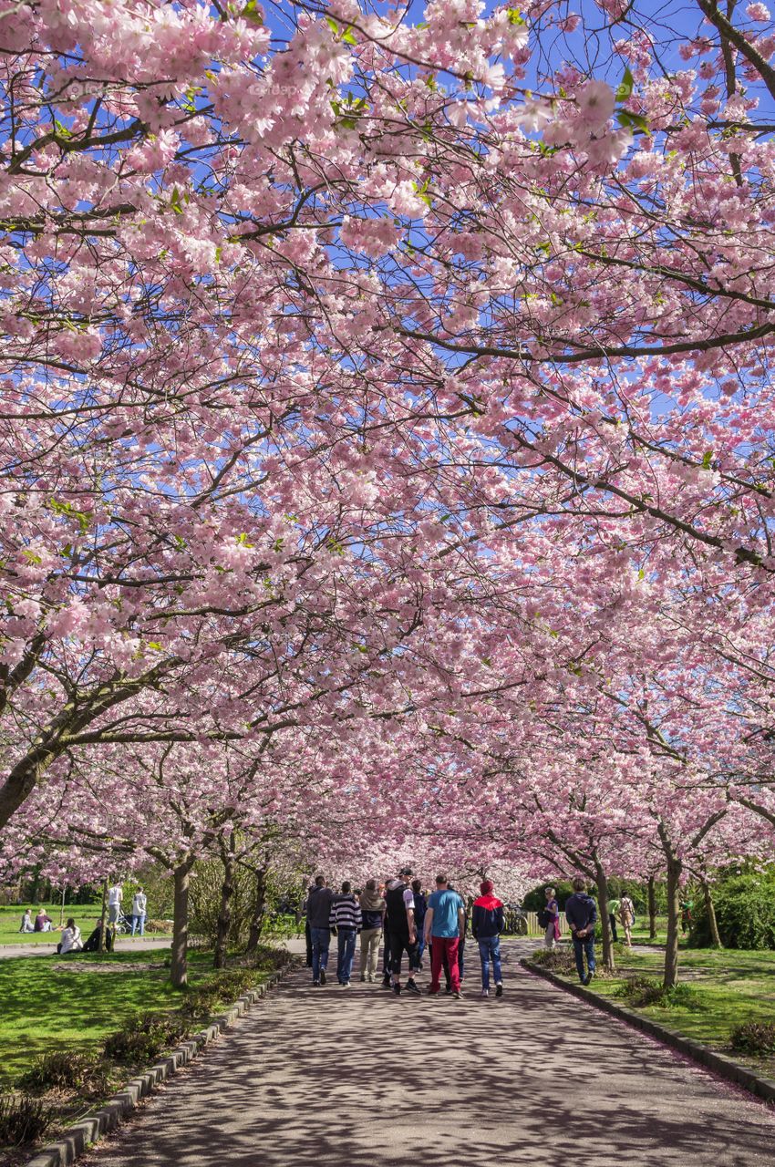 Pink park