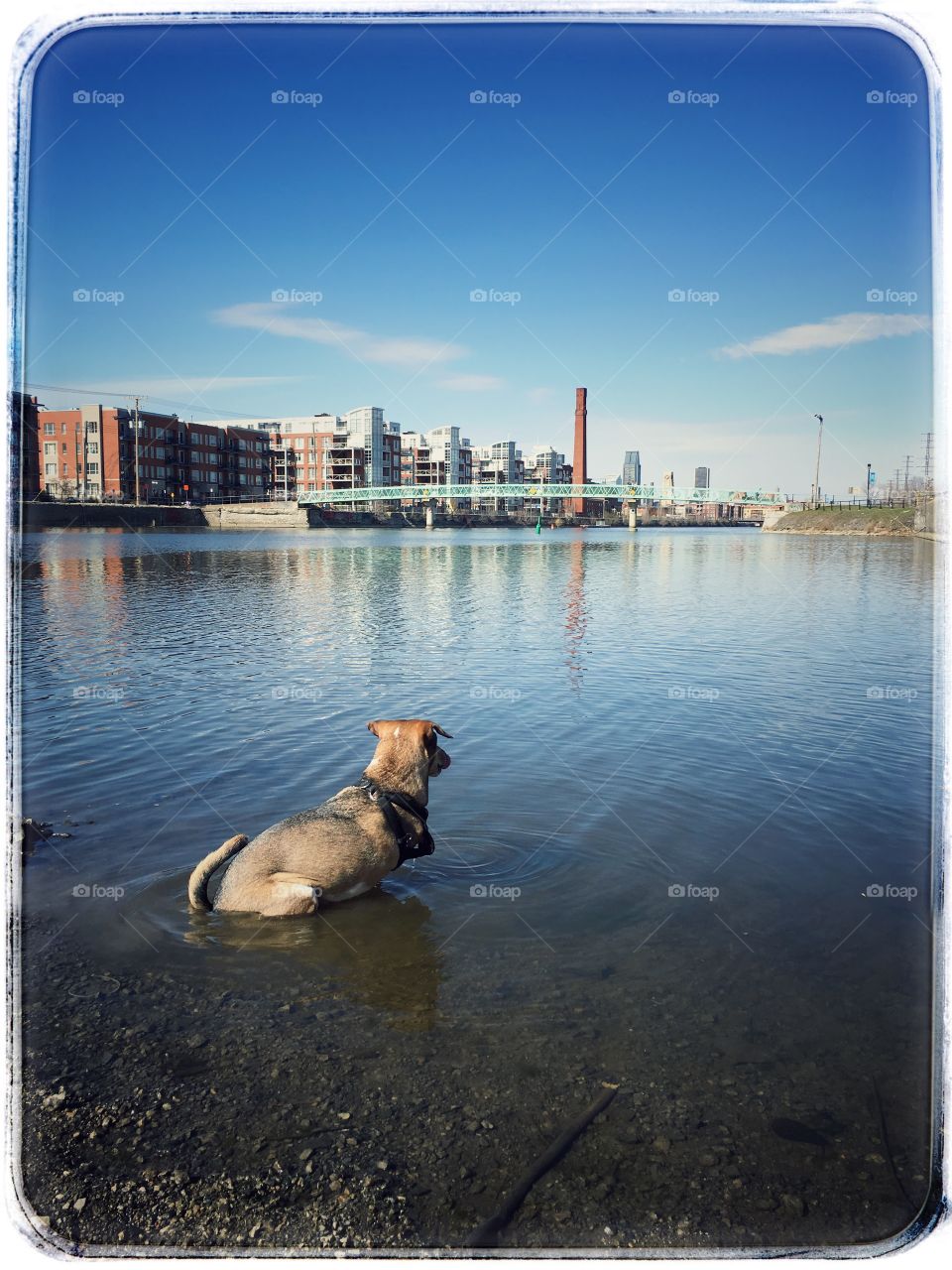 Dog on the canal 