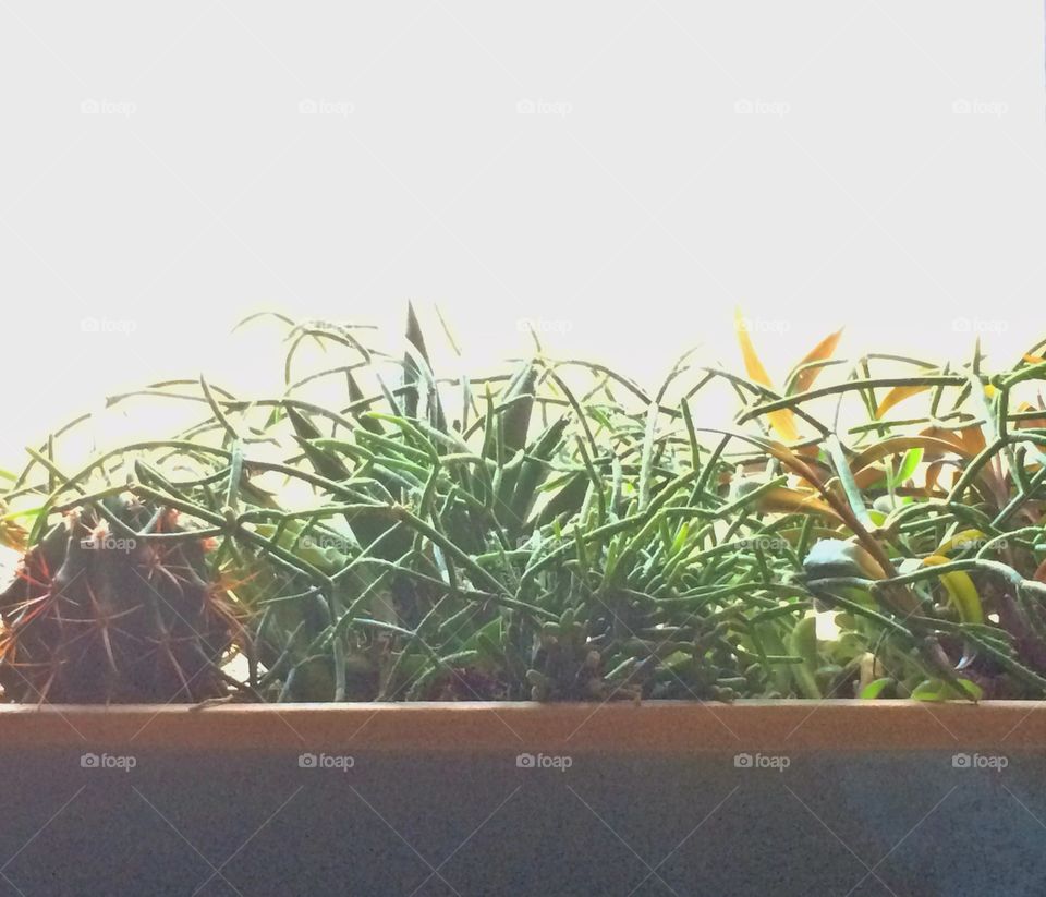 Cactus garden on windowsill 