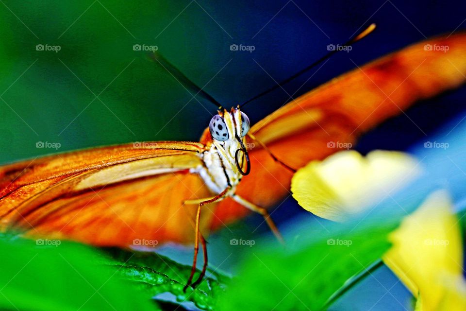 Schmetterling auf Blatt