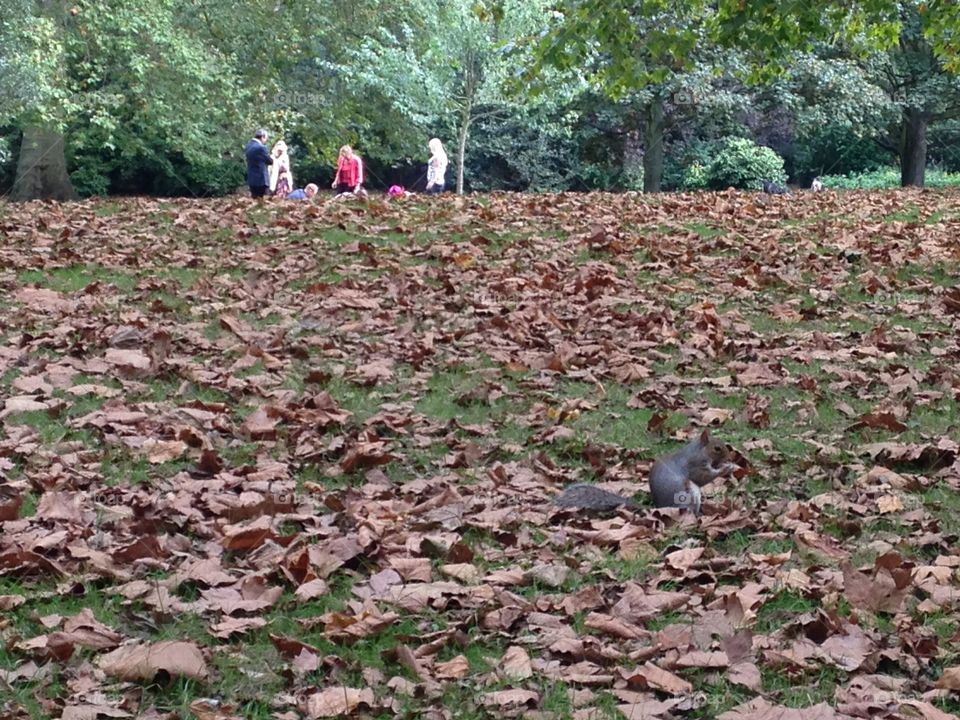 Leaves in St James' park