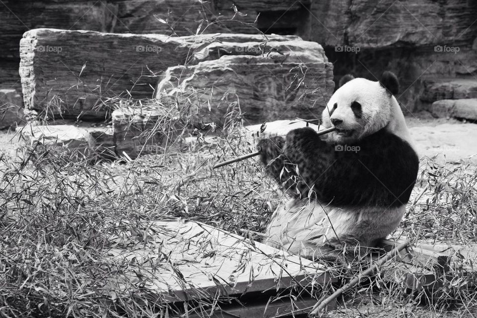 Panda in black and white eating