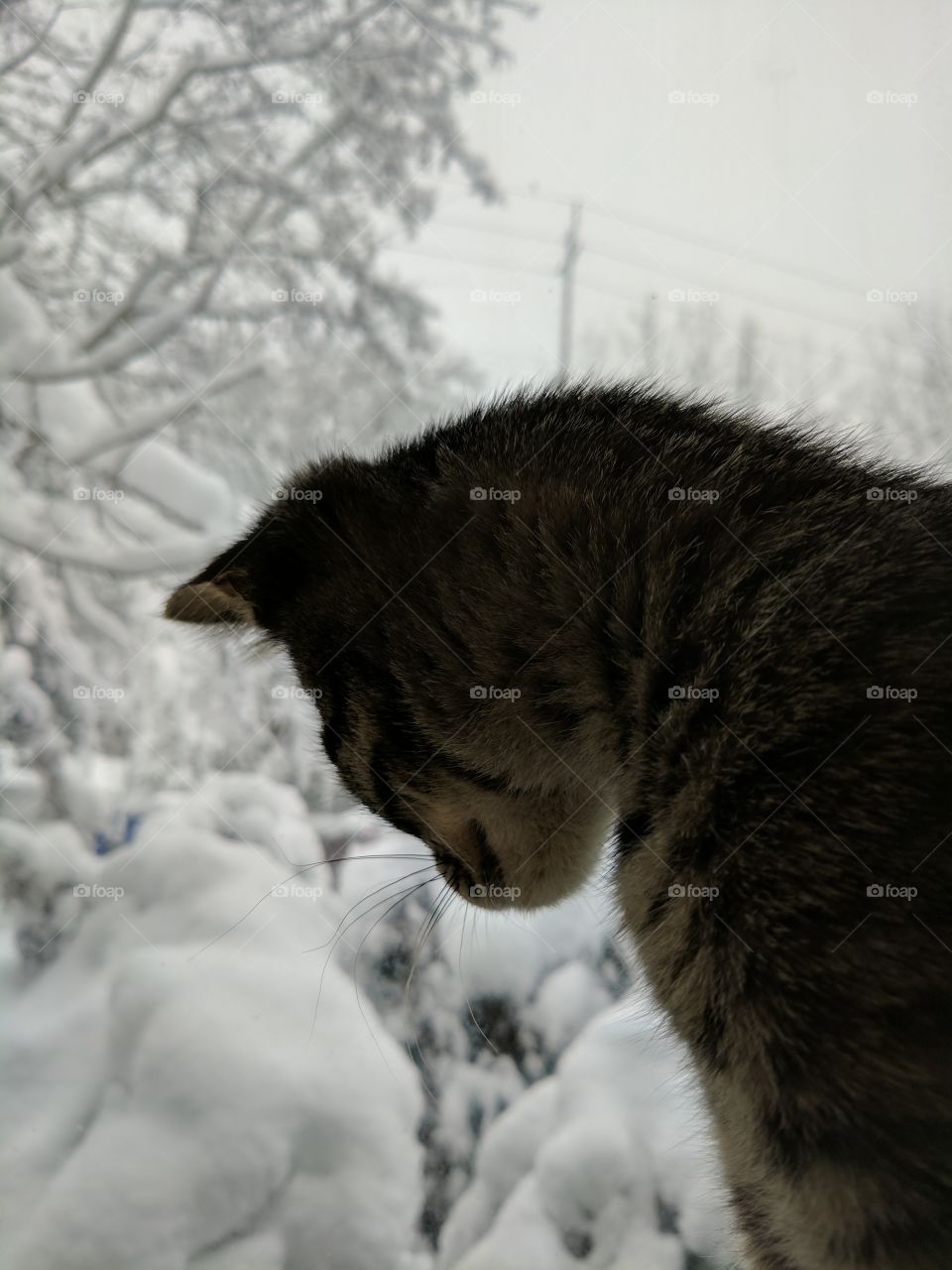 Kitten watching snowfall