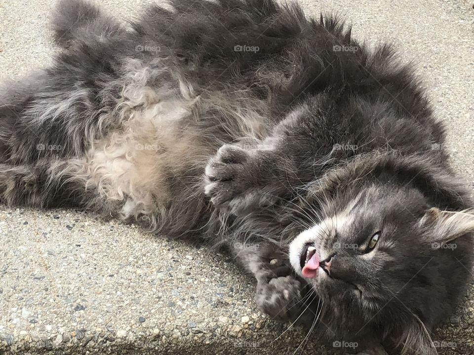 Cute gray kitty doing kitty things
