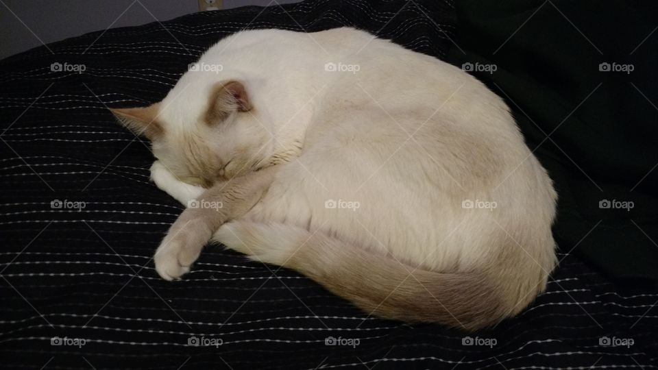 Sleeping Cat