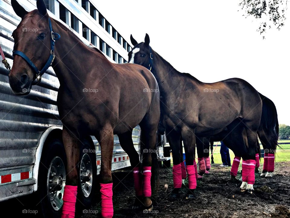 Polo horses wearing pink shin protectors getting ready for the day