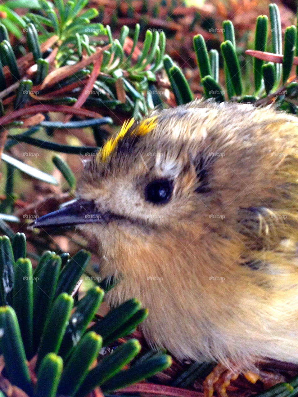 sweden garden bird fågel by elluca