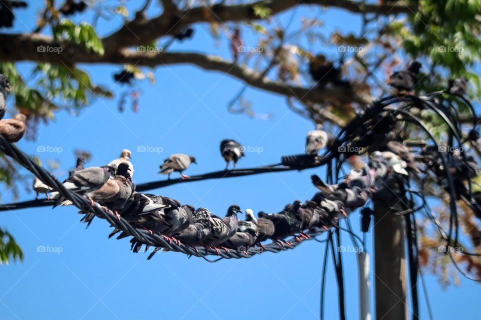 An army of pigeons on the electrical lines with clear blue sky background 