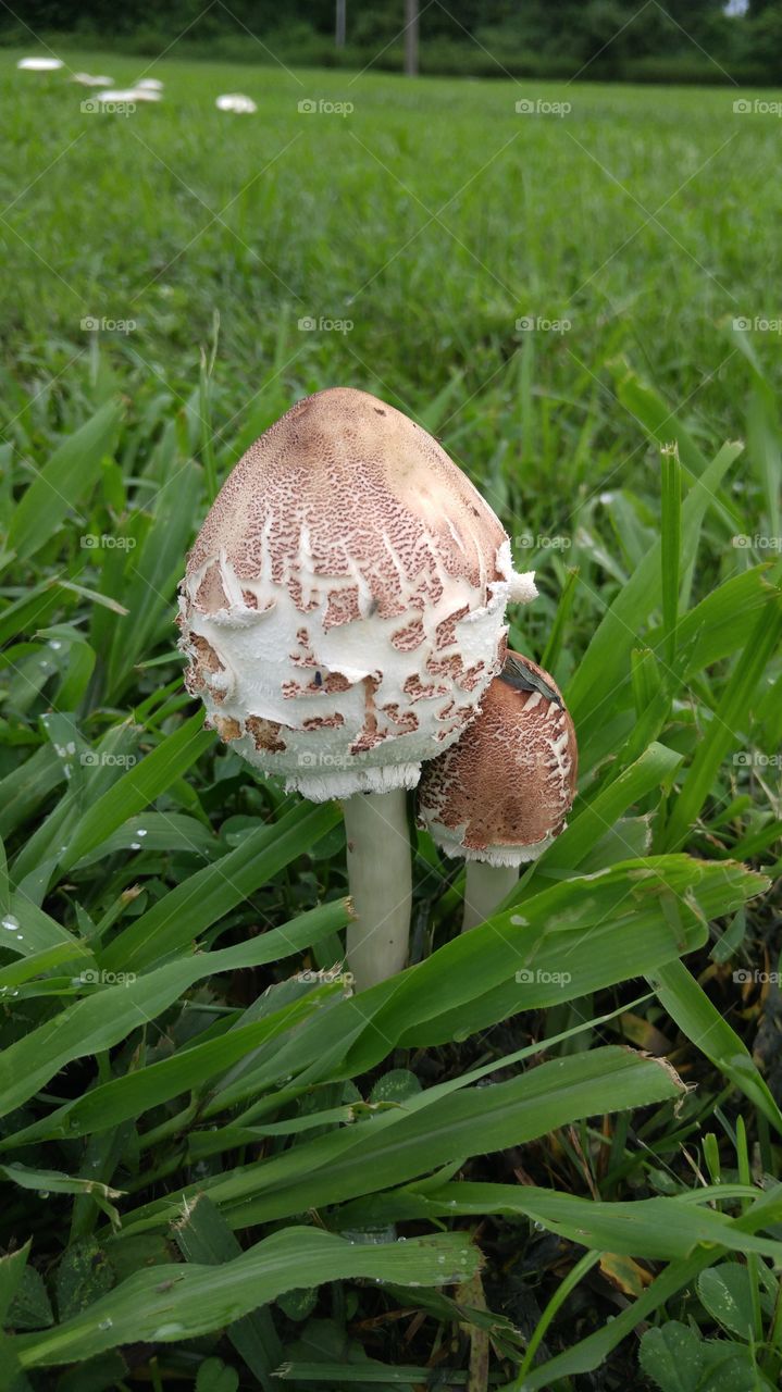 Mushrooms growing in an open lot