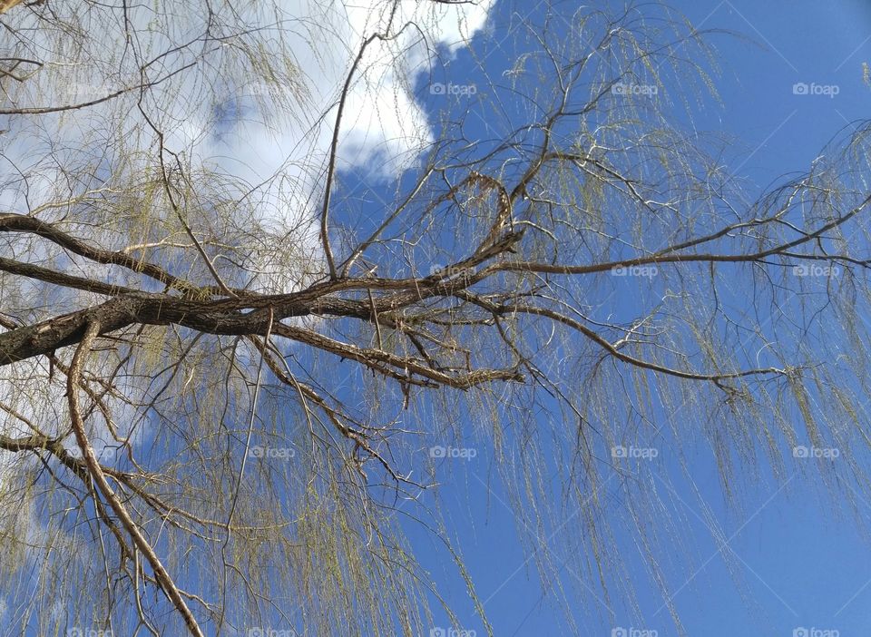 willow tree