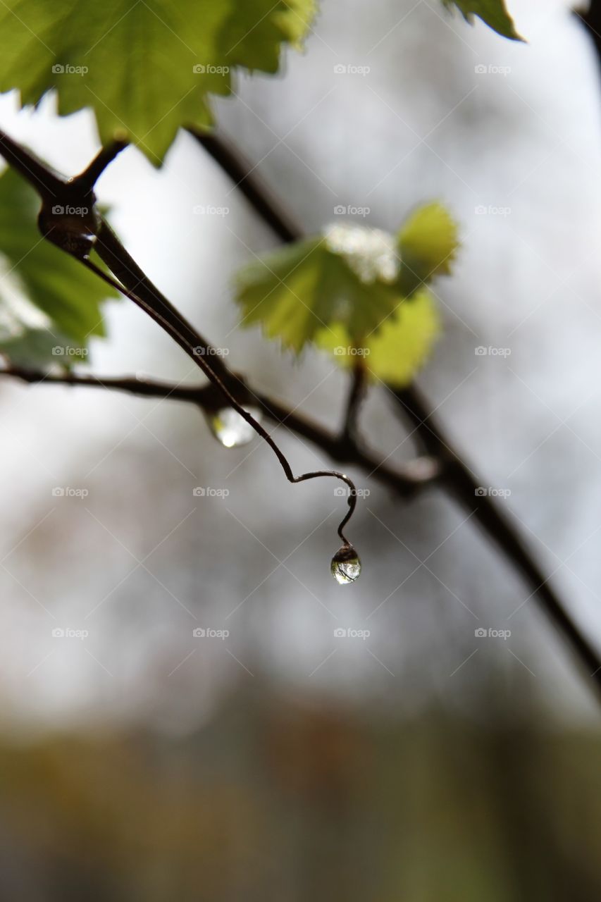 waterdrop waiting to fall from the end of a vine.