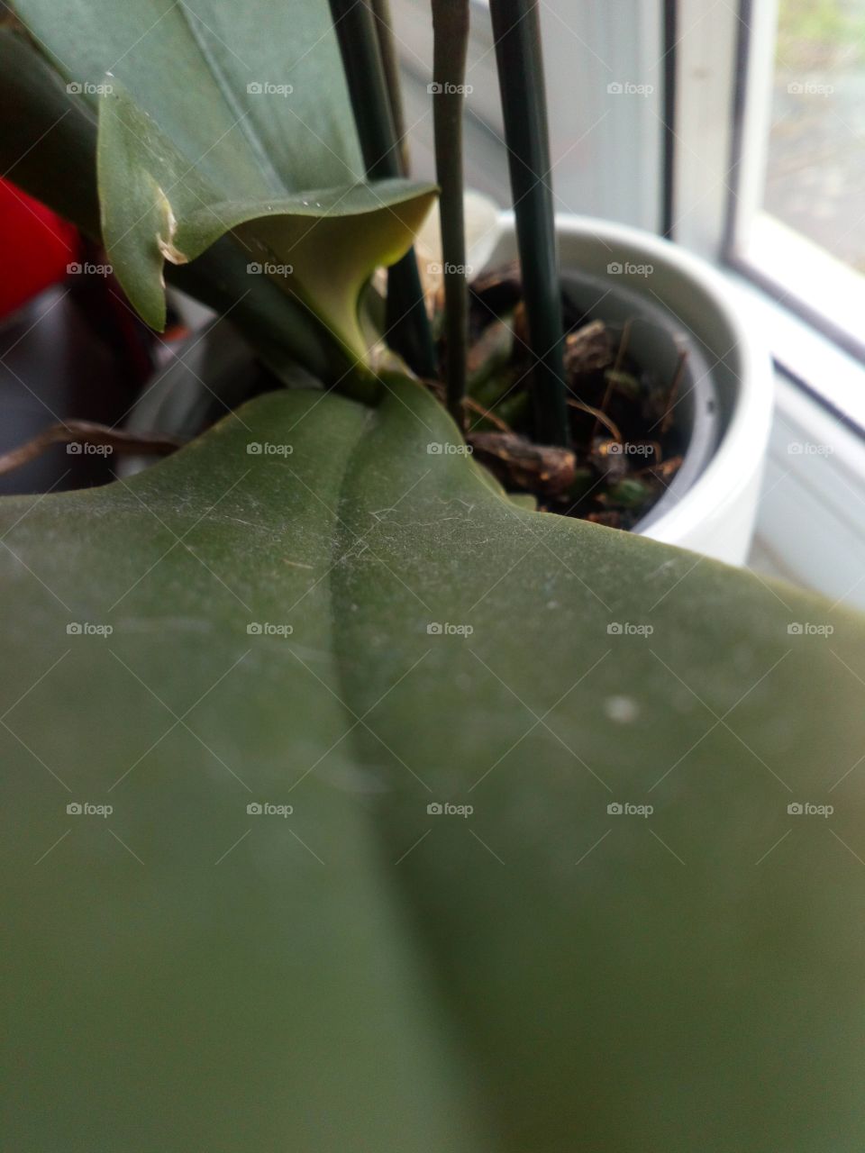 down a leaf (short focus)