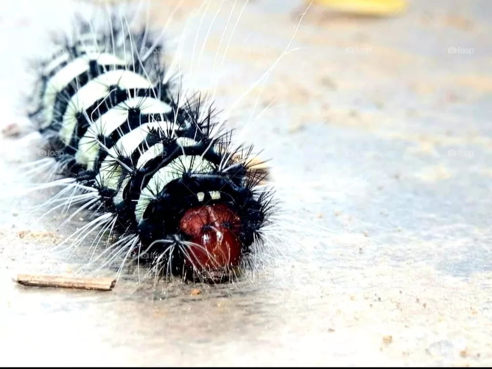 Worm
