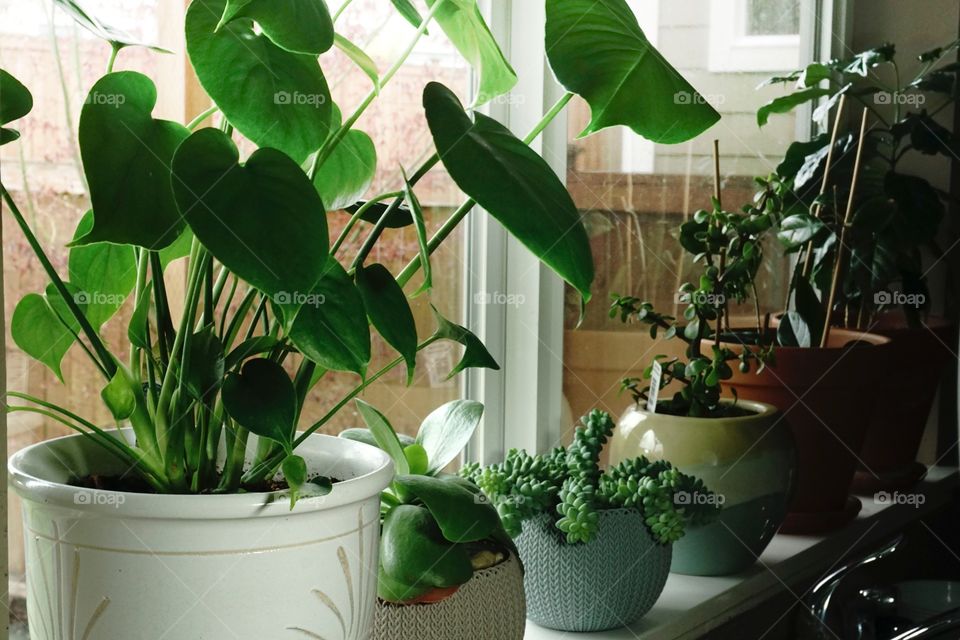 Indoor plants