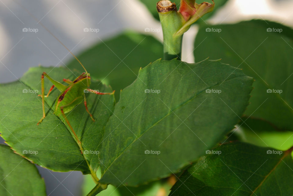 Insect on a leaf