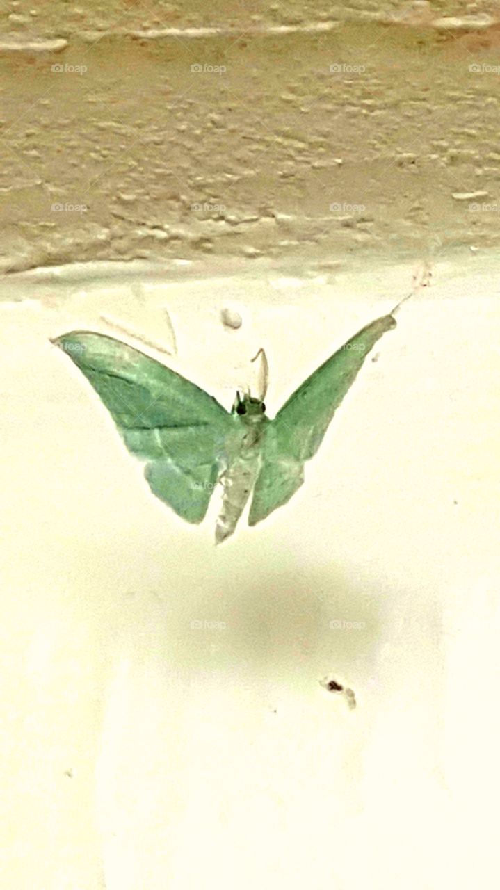 A small moth suspended