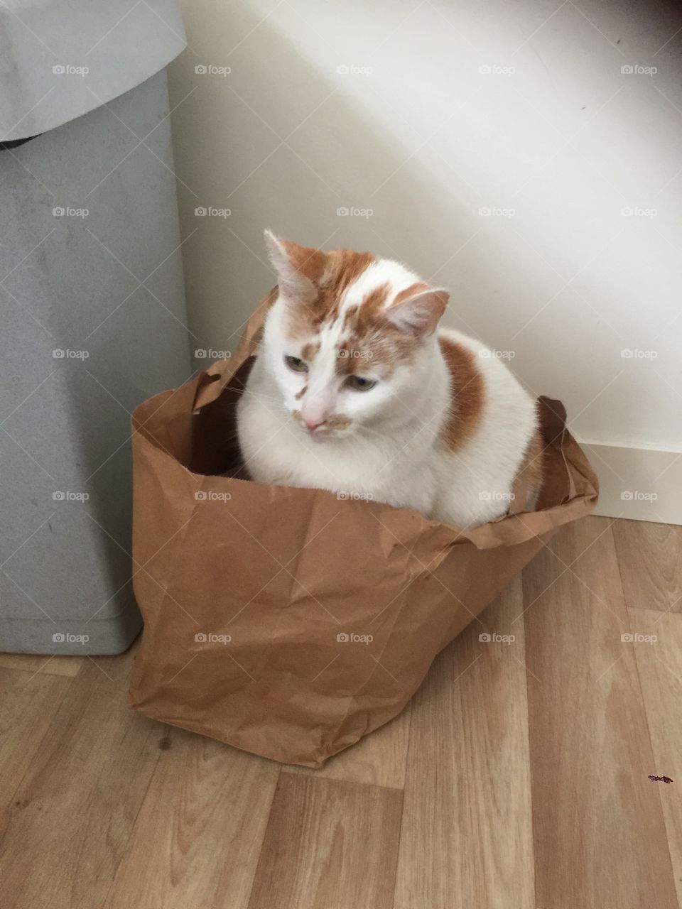 Cat in a paper bag