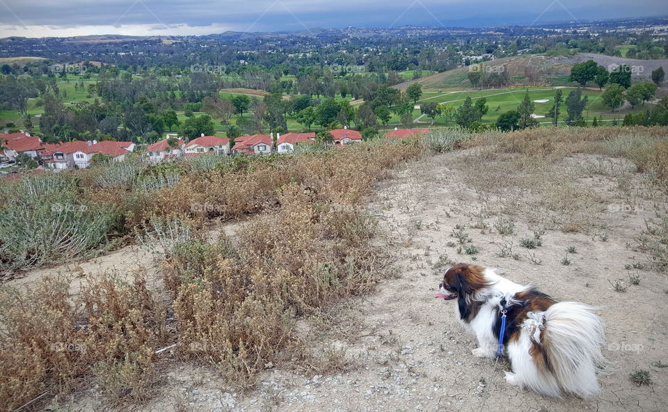 Pekingese Dog, enjoying the outdoors, out for a walk