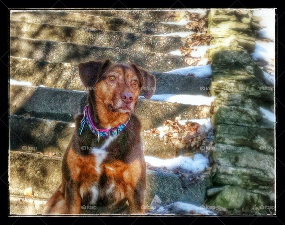 Don't go. Brown dog looks longingly in front of snowy stairs