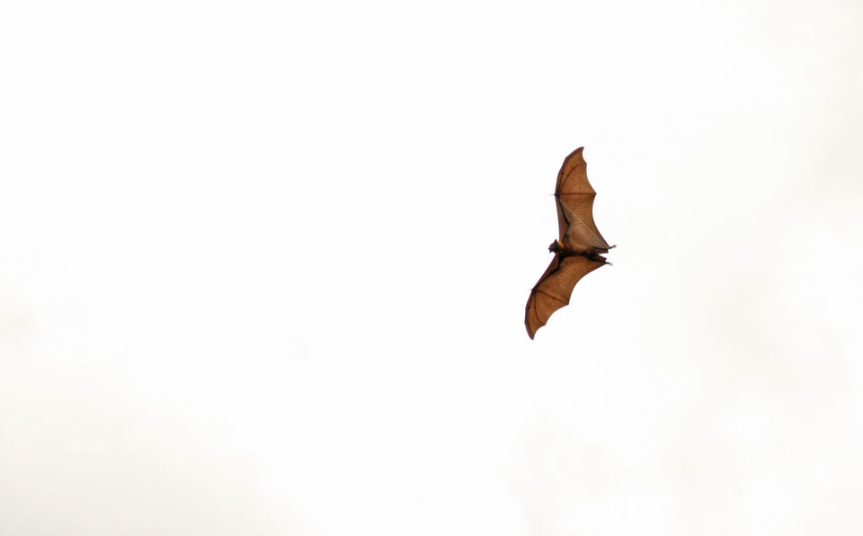 Giant Bat in Flight. Sri Lanka. July 2010.