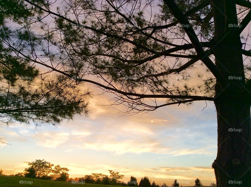 Tree branches and sunset