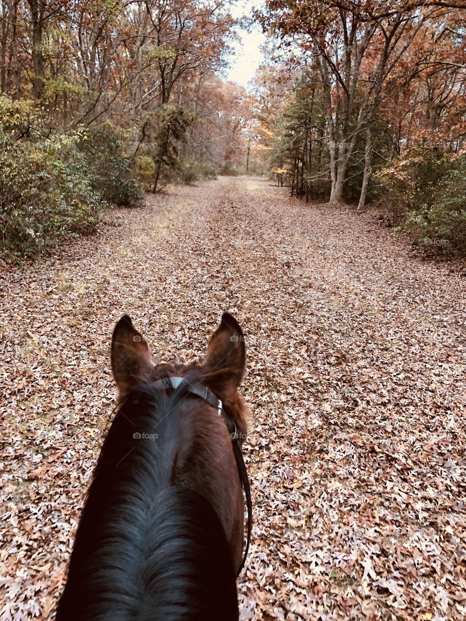 Horseback riding in fall