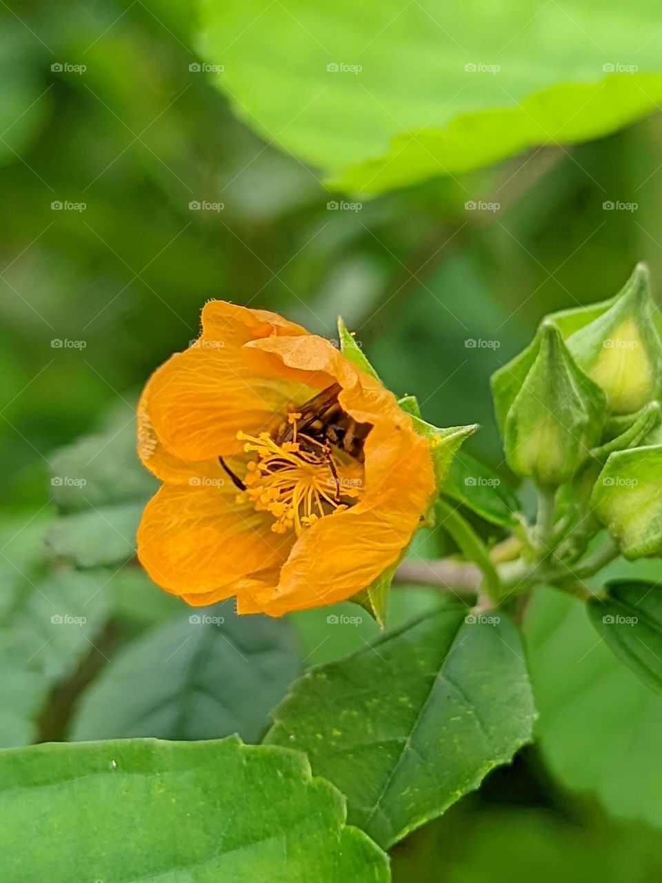 Color:yellow🌼😁